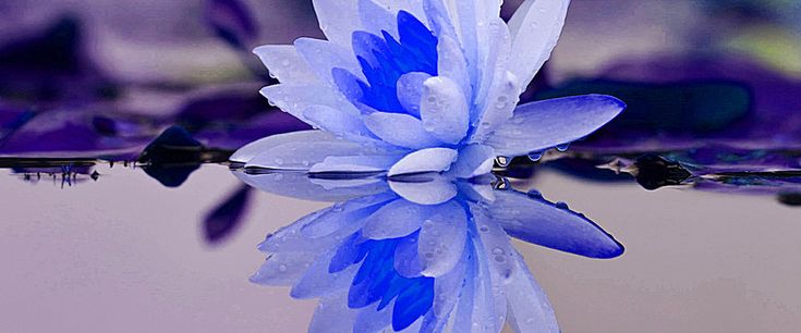 lotus bleu
